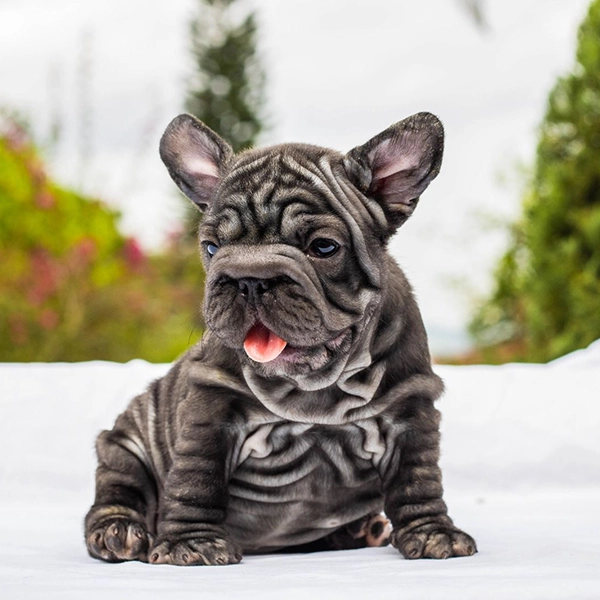 Gallery - French Bulldog 1