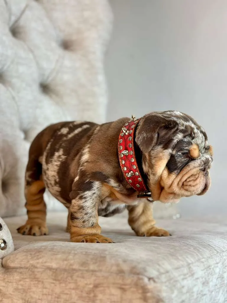 Chocolate Merle and Tan, His Name Is el Capo - 3
