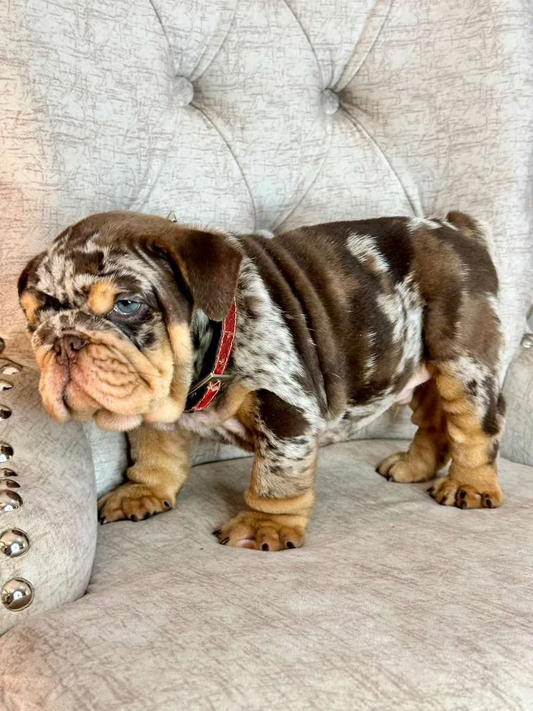 Chocolate Merle and Tan, His Name Is el Capo - 4