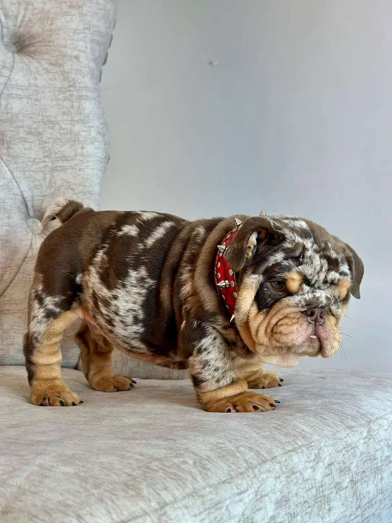 Chocolate Merle and Tan, His Name Is el Capo - 5