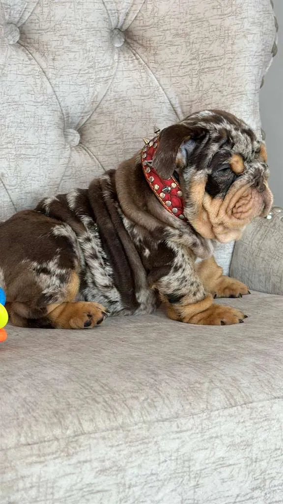 Chocolate Merle and Tan, His Name Is el Capo - 6