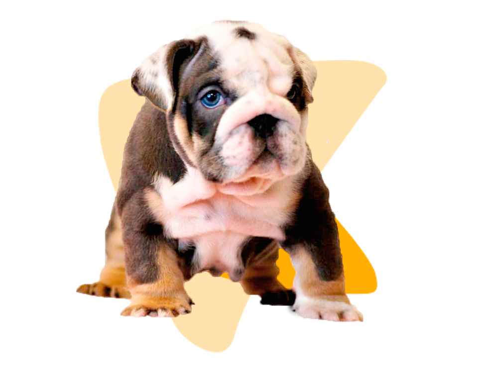 Rafael Betancourt, CEO of Master Bulldogs Miami, with French Bulldogs